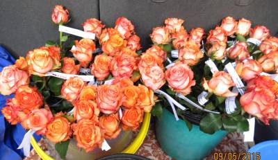 Einen Kofferraum voller Rosen